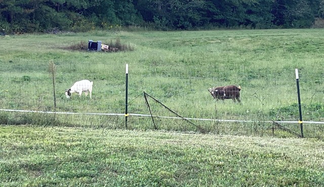 Glamping under the stars