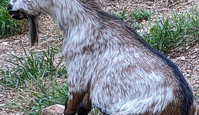 Goats! 85" TV, Nintendo, Billiard Table .Rest, Relax, Game On! Free 4th Night!