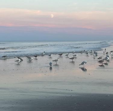 Golden Sands Mablethorpe 8 Birth Caravan
