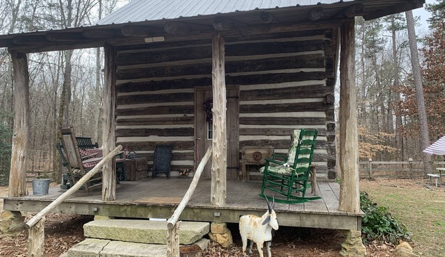 Got Cabin Fever? - The Pretty Petunia