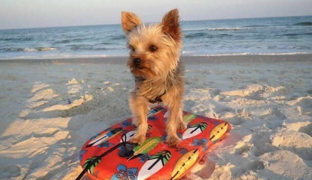 GRAND PANAMA BEACHFRONT, 1ST FLR DIRECT to BEACH/HEATED POOLS/SMART TV/FREE WIFI