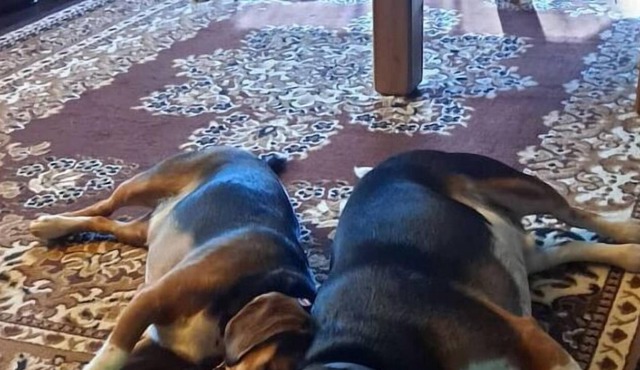 GRAND REOPENING Ash Grove home with a Zen feel