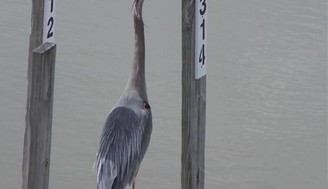 Great for Vacationers Bird Watchers Davis Bessie Fishing-Charters on Site