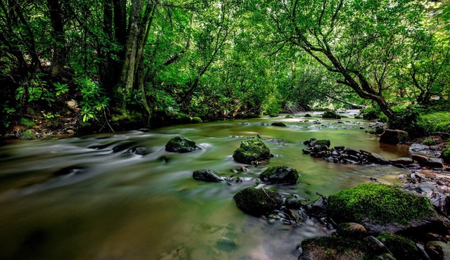Great Smoky Mountain Creekside Cabin