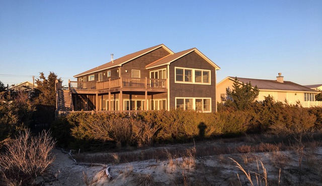 Grey Gulle On The Beach