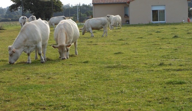 GUEST ROOM IN THE NEAR CHEMILLE-EN-ANJOU COUNTRYSIDE