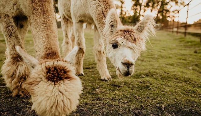Hacienda de las Rosas Animal Sanctuary and Farm Experience