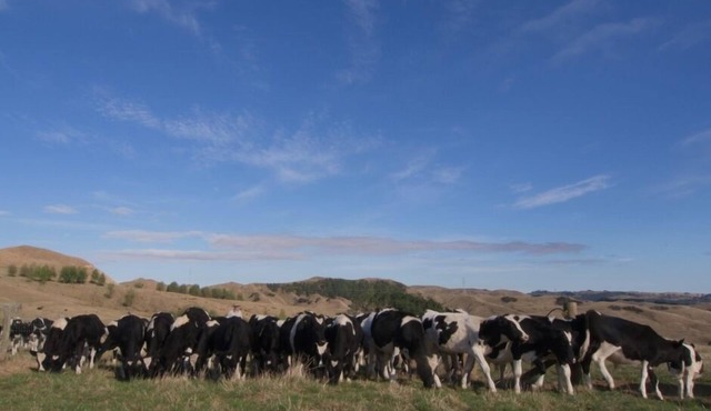 Hamilton /Ngaruawahia Farm stay Cottage, cosy with heat pump, pool for summer