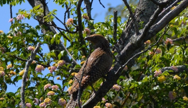 Harmony House - Spectacular Somerset Skies!
