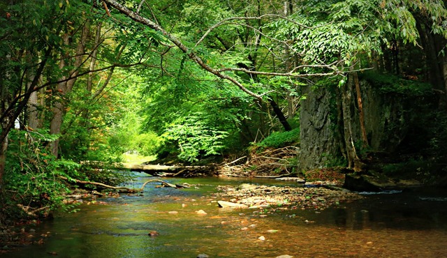 HARVEST MOON Cabin: 54 acres, family friendly, creek frontage, great fishing