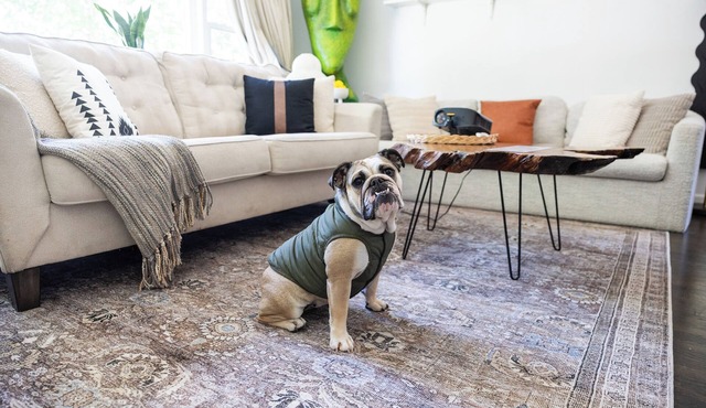 Haus Of Hues: MDRN Bright Peaceful Private Apt