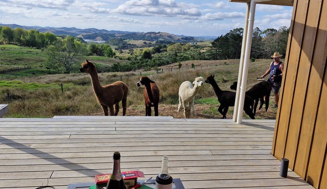 Havenridge Alpaca Glamping Cabins