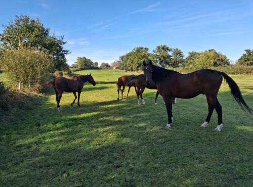 Hebergement calme et verdoyant