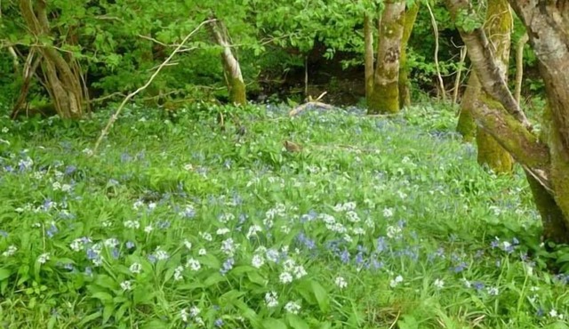 Hendre Aled Cottage 1