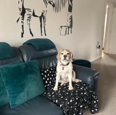 Hereford - Finch House - Modern 4 Bedroom House Located in South Hereford, Dog Friendly With Nearby Countryside, Pool Table, Sleeps up to 10 Guests - Hosted by RENTMYHOUSE