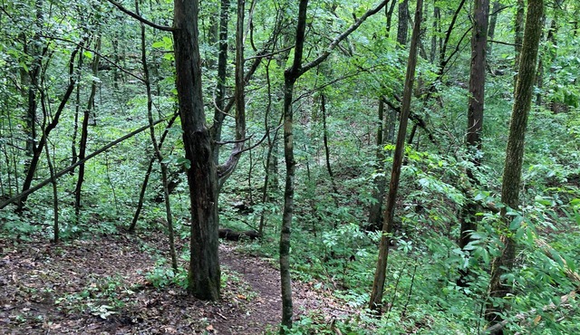 Hidden forest campground in South Pittsburg