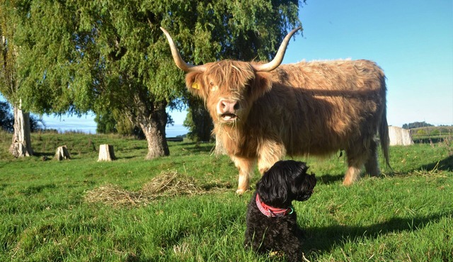 Highlands on Homestead -Tranquil rural property only minutes from town