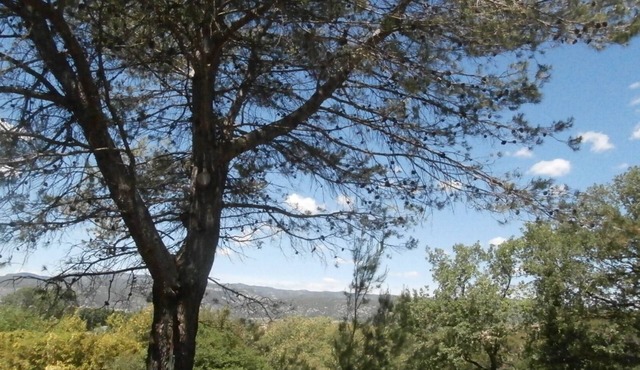Hill of Pines - ANIANE