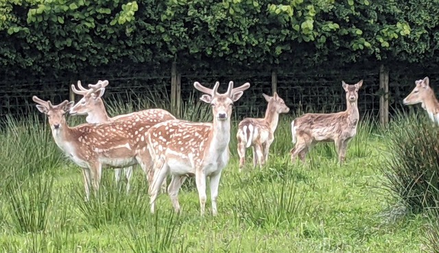 Hillfarm House courtyard cottage, private DeerPark sculpture, wildlife gardens,