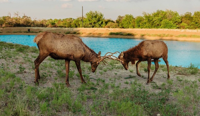 Hilltop lodge with spectacular views and roaming wildlife.