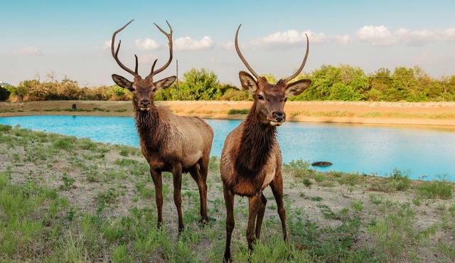 Hilltop lodge with spectacular views and roaming wildlife.