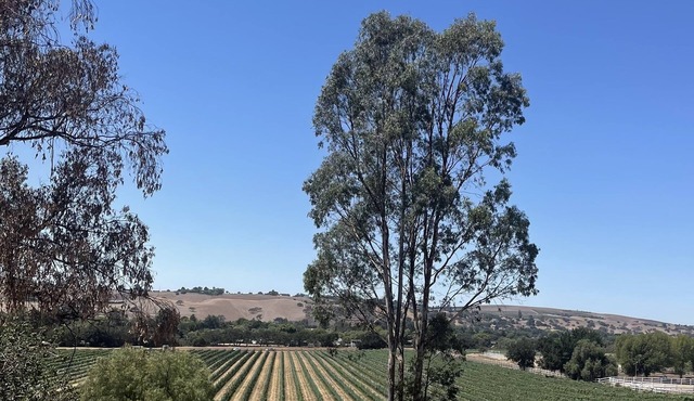 Hilltop Vineyard and Agave Field Views