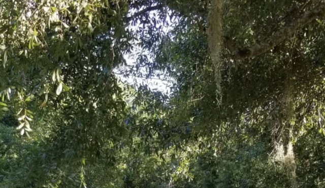 Historic family home near downtown & diving well. Lovingly furnished, large lot