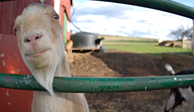 Historic Farm Home for Gatherings.