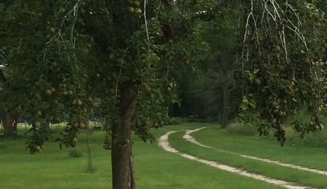 HISTORICAL STAGECOACH RD, LOBLOLLY FOREST FARM STAY NEAR LITTLE SATILLA RIVER