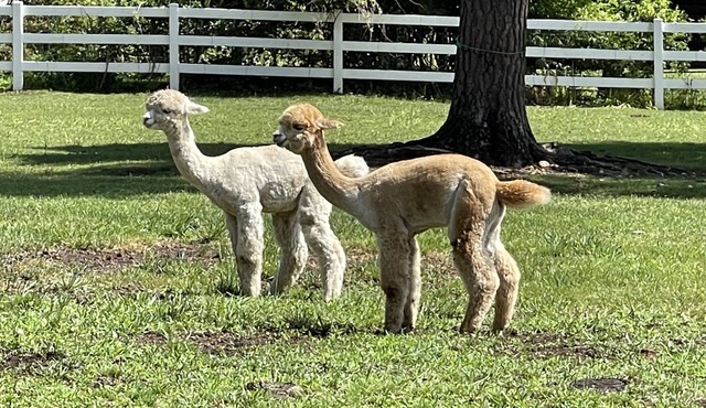 Hobbit House on a Gentleman's Farm by RedAwning