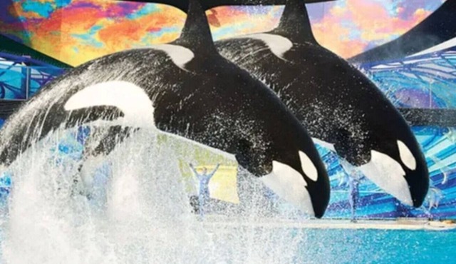 Hoilday Family Retreat Sleeps 16 Near SeaWorld