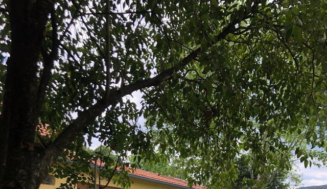 Holiday rental in Cevennes