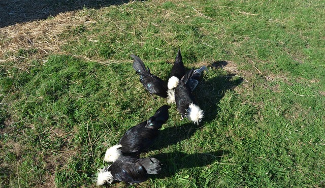 Holiday Home 'Gite Sublime Campagne' with Private Terrace, Private Garden and Wi-Fi