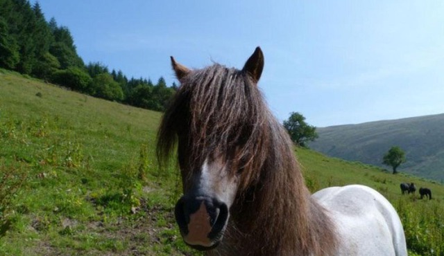 Holiday Home Llety y Coed by Interhome