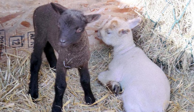 Holiday Home The Milking Parlour by Interhome