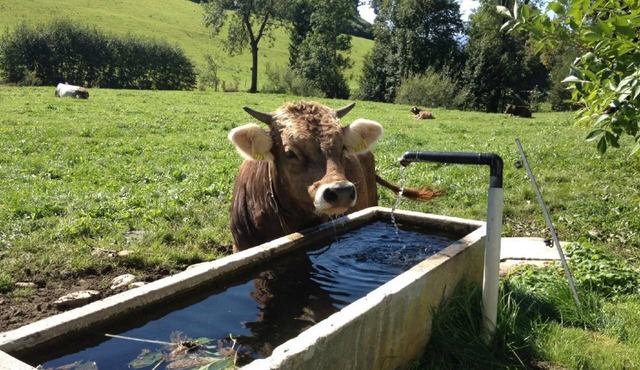 Holiday house Gais for 1 - 7 persons with 4 bedrooms - Detached holiday house