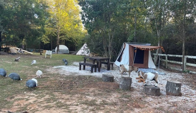 Holt’s Hideaway GLAMP Farmstay