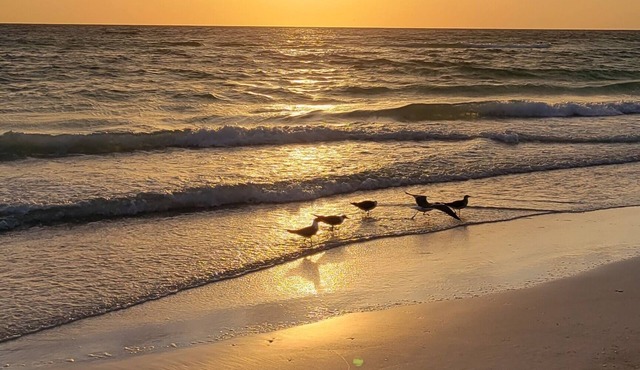 Home Paradise, Cozy guest suite in Ruskin POOLS HIGH SPEED WIFI BEACH MINUTES!