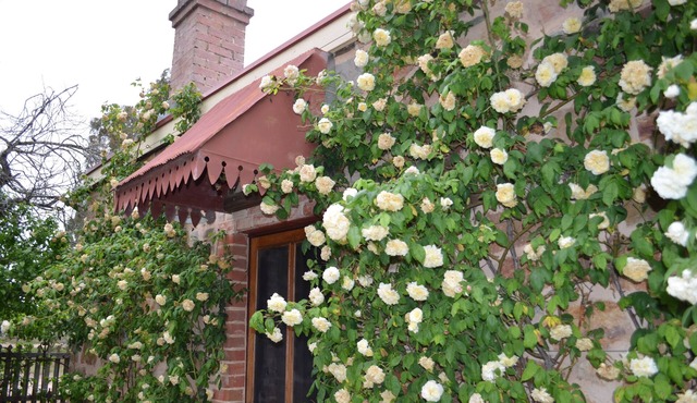 Homely Cottage nestled in the award-winning Heritage Garden