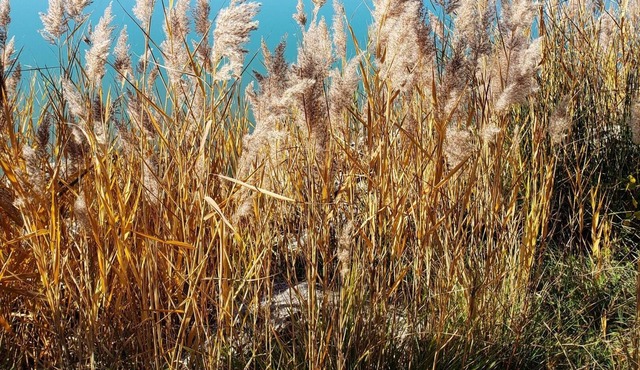 Homerez - Beautiful bungalow for 2 ppl. with terrace at Laragne-Montéglin