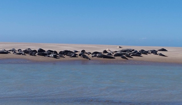 Homerez - Chalet 1 km away from the beach for 6 ppl. with terrace at Marck