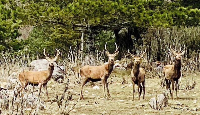 Homerez - House in Camps-sur-l'Agly.