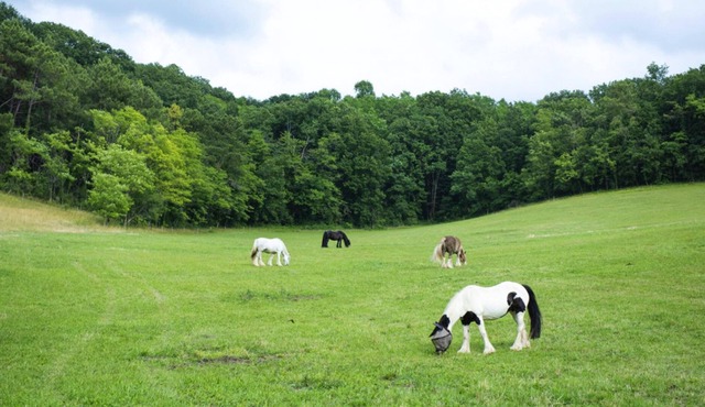 Homerez - Nice house for 4 ppl. with shared pool and terrace at La Bachellerie