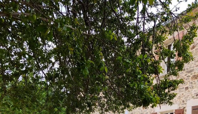 Homerez - Villa for 21 ppl. with swimming-pool, garden and terrace at Gagnières