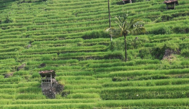 HOMESTAY MBAH POMO SRIHARJO