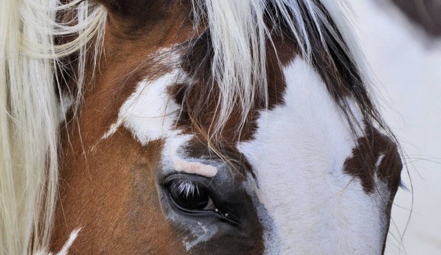 Horse Farm Retreat Creekside Tiny House, Sleeps 4 & Pet Friendly