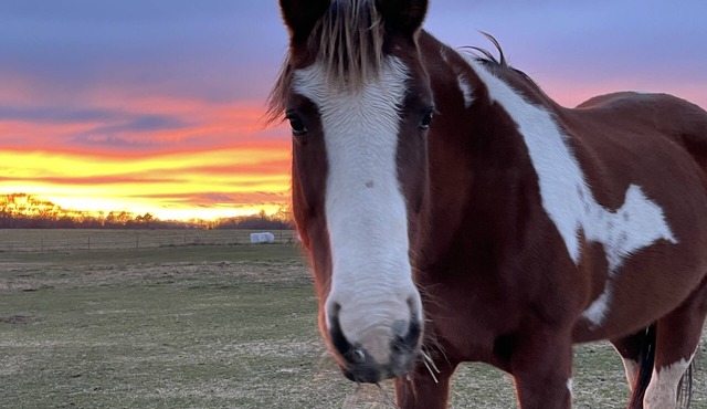 Horses, Big Sky, Boat and Horse Trailer Parking, Acreage, Tiny Home