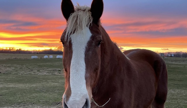 Horses, Big Sky, Tiny Home and Boat and Horse Trailer Parking
