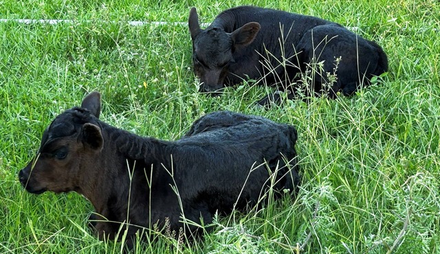 Horsing Around In the country