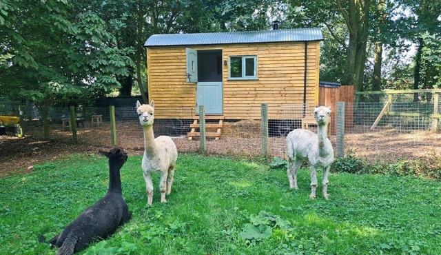 Horsley Hale Farm Glamping